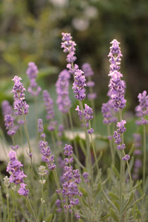 Lavendel von Peggy Graßler