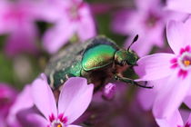 Rosenkäfer von Peggy Graßler