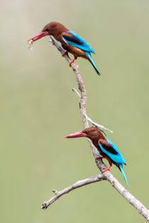 Kingfishers on a branch von Pravine Chester