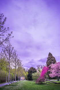 Park with purple blooming Trees by Gerhard Petermeir