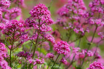 Purple Blooms by David Hare