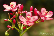 Bunch von Nandan Nagwekar