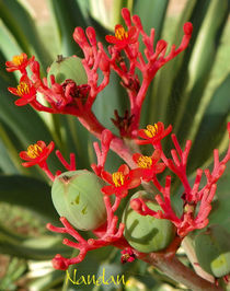 Red Wonders von Nandan Nagwekar