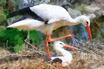 stork by Wolfgang Pfensig