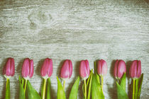 Pink Tulips in a Row Art von Gerhard Petermeir