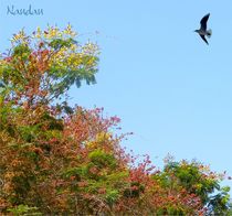 Nature's Color Pallet by Nandan Nagwekar