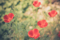 Wild Welsh Flowers von Milton Cogheil