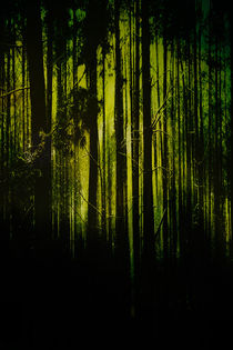 Im dunklen Wald  by Bastian  Kienitz