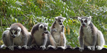 Lemur katta, ringtailed lemur, meeting, Madagaskar by Dagmar Laimgruber