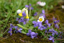 bunte Frühlingszeit von gugigei