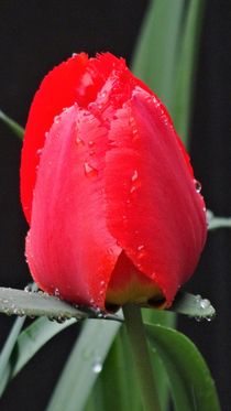 Rote Tulpe im Regen von artofirenes