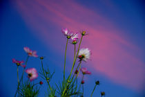 Flowers against the sky by Yuri Hope