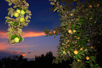 Apples of Moscow garden von Yuri Hope