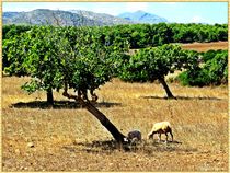 Idyllic Landscape von Sandra  Vollmann