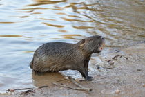 Nutria in freier Natur by Armin Frey