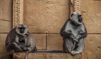 Affenfamilie von Andreas Bugla