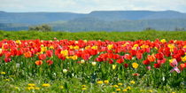 Tulpenbeet von gugigei