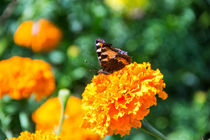 orange butterfly by Igor Koshliaev