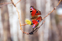 orange butterfly von Igor Koshliaev