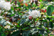 white rose in a garden by Igor Koshliaev