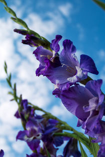 gladiolus flowers by Igor Koshliaev