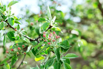 apple tree in bloom von Igor Koshliaev