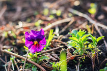 petunia flower von Igor Koshliaev