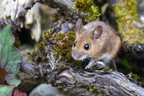 kleine süsse Maus von gugigei