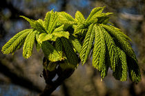 Bursting Forth von Colin Metcalf