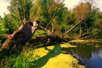 Summer day at the pond. Near the fallen tree by Yuri Hope