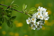 Blütenzweig von gugigei