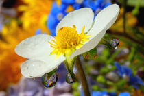 Rain drops on the flower of strawberry. by Yuri Hope