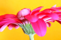 pinke Gerbera by meleah