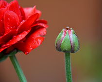 Blüte und Knospe by gugigei