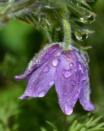 .. nach dem Regen .. von gugigei