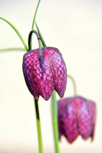 Schachbrettblumen von gugigei