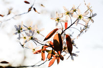 Snowy Mespilus von Thomas Matzl