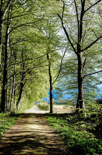 Aus dem Wald von Nils Volkmer