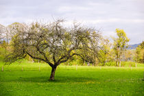 Der Apfelbaum by Thomas Matzl