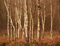 LA DANSE DES ARBRES by philippe berthier