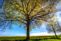 The Summer Farm Tree by David Pyatt