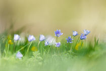 Auf der Blumenwiese by hpengler