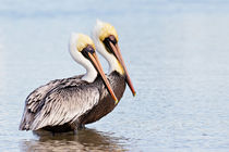 Pelikane von hpengler