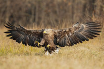 Seeadler von hpengler