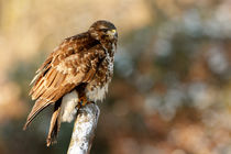 Mäusebussard by hpengler