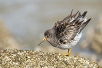 Meerstrandläufer von hpengler