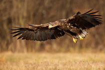 Seeadler von hpengler