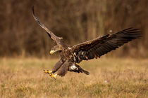 Seeadler von hpengler