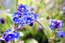 Forget-me-not flowers von Jeremy Sage