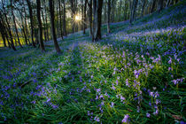 Bluebell sunset at Margam woods  von Leighton Collins